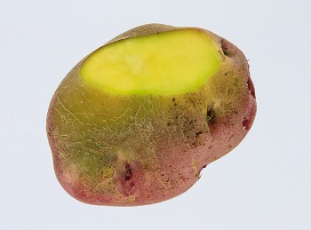 green spots on potatoes        
        <figure class=